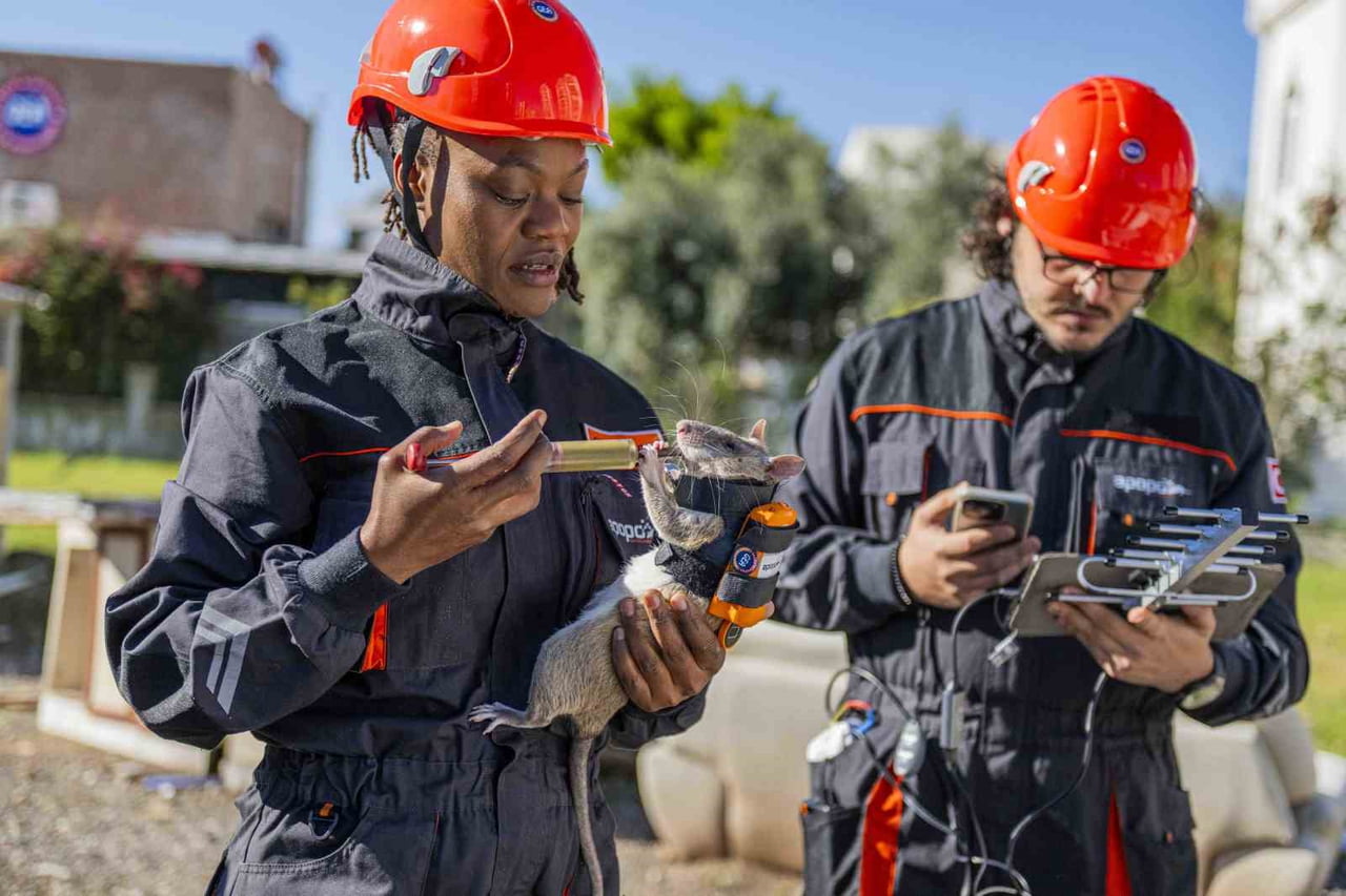 YAKLAŞIK 3 YILLIK EĞİTİMLE İNSAN KOKUSUNU AYIRT EDEBİLEN AFRİKA KESELİ SIÇANLARININ SIRTLARINA...