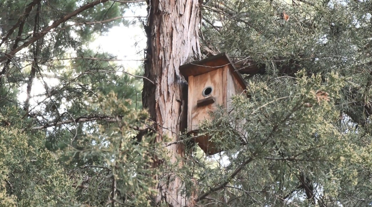 YEŞİL PAPAĞANLAR, ŞEHİRLERİN ISI AVANTAJI VE FIRSATÇI BESLENME ALIŞKANLIKLARI SAYESİNDE ANKARA'NIN...