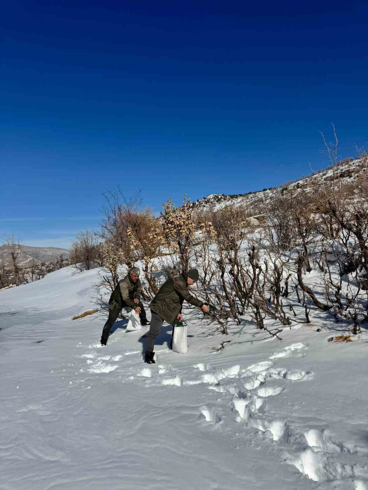 YOĞUN KAR YAĞIŞININ DOĞAYI BEYAZA BÜRÜDÜĞÜ, YİYECEK BULMAYI NEREDEYSE İMKANSIZ HALE GETİRDİĞİ BU...