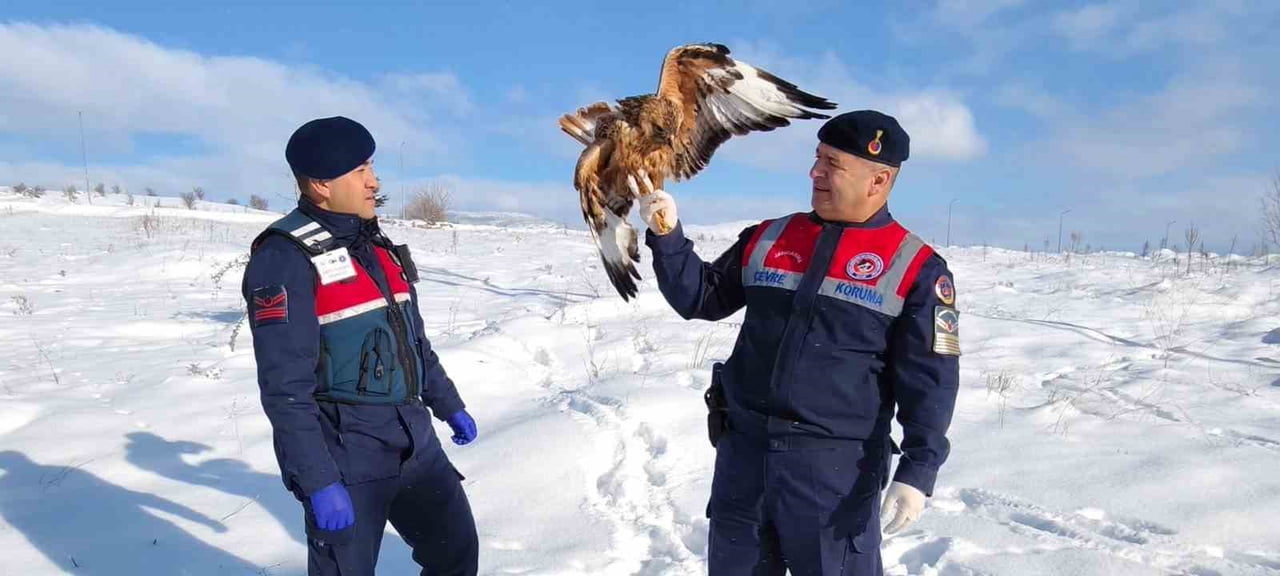 YOZGAT'TA YARALI HALDE BULUNAN KIZIL ŞAHİN, KORUMA ALTINA ALINDI.
