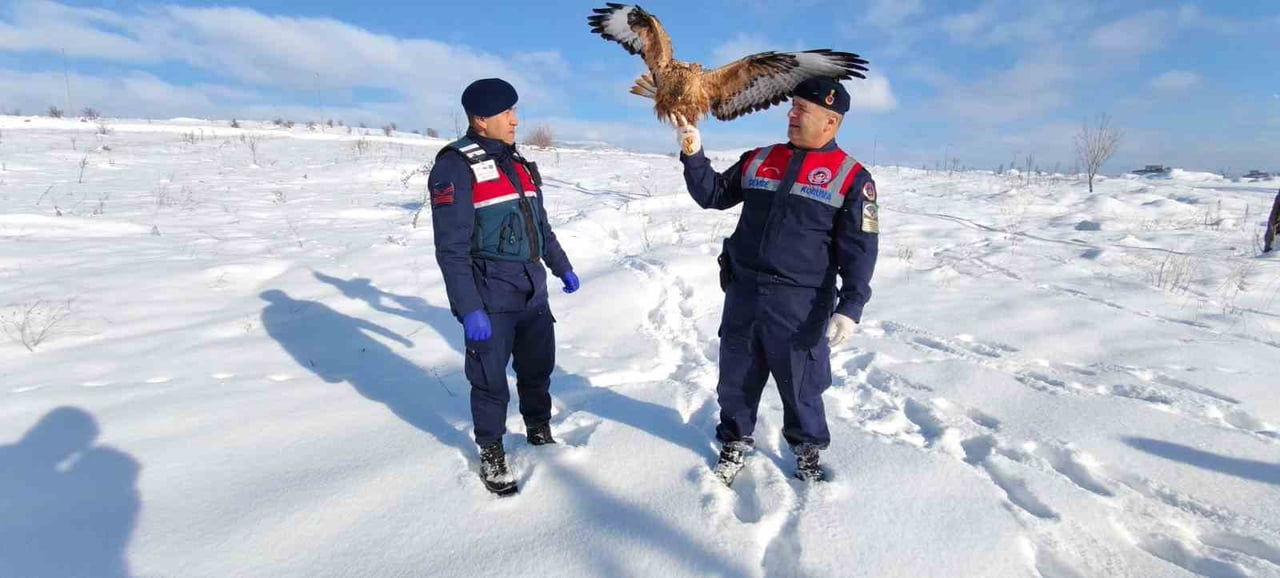 YOZGAT'TA YARALI HALDE BULUNAN KIZIL ŞAHİN, KORUMA ALTINA ALINDI.