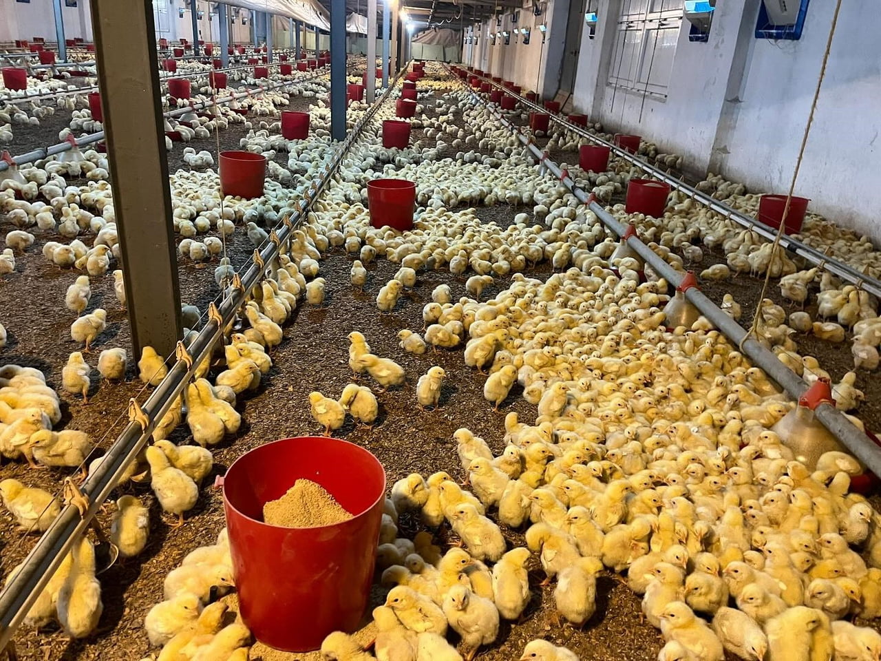 ZONGULDAK (İHA) - ZONGULDAK’IN ALAPLI İLÇESİNE BAĞLI HACIHASAN KÖYÜ’NDE BULUNAN BİR TAVUK...