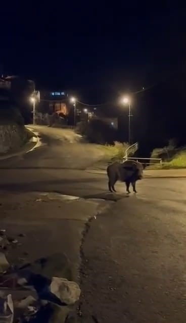 ZONGULDAK’IN EREĞLİ İLÇESİNDE 3 YABAN DOMUZU CADDELERE İNDİ