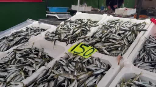 Zonguldak’ta tezgahlar istavritle şenlendi