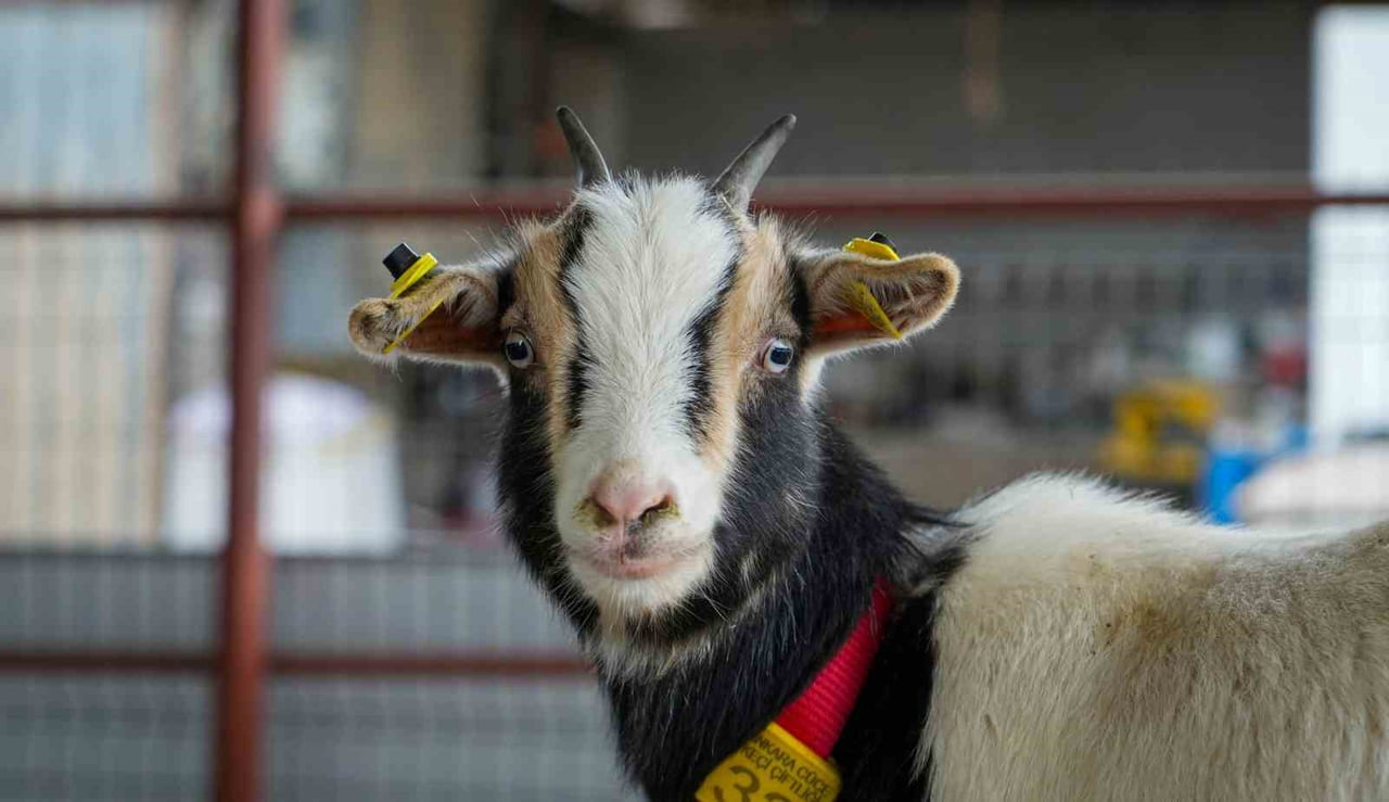 ANKARA’DA CÜCE KEÇİ BESİCİLİĞİ YAPAN ERDİNÇ KIZILÇELİK, EVDE KEDİ VE KÖPEK BESLEMEK YERİNE ‘CÜCE...