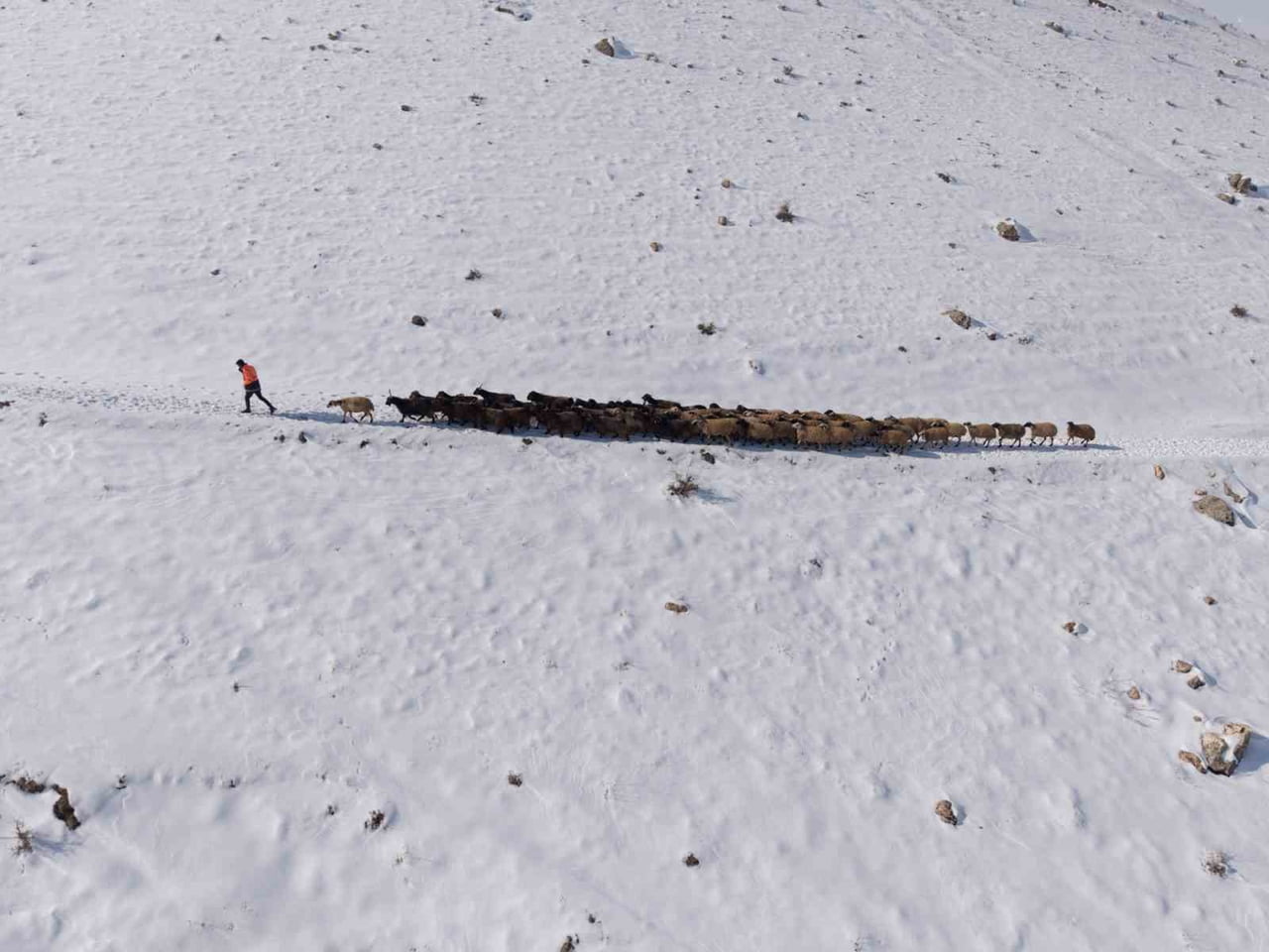 MARDİN’DE BESİCİLERİN ZORLU "KAR" MESAİSİ: SÜRÜLER BEYAZ ÖRTÜDE YOL  ALIYOR