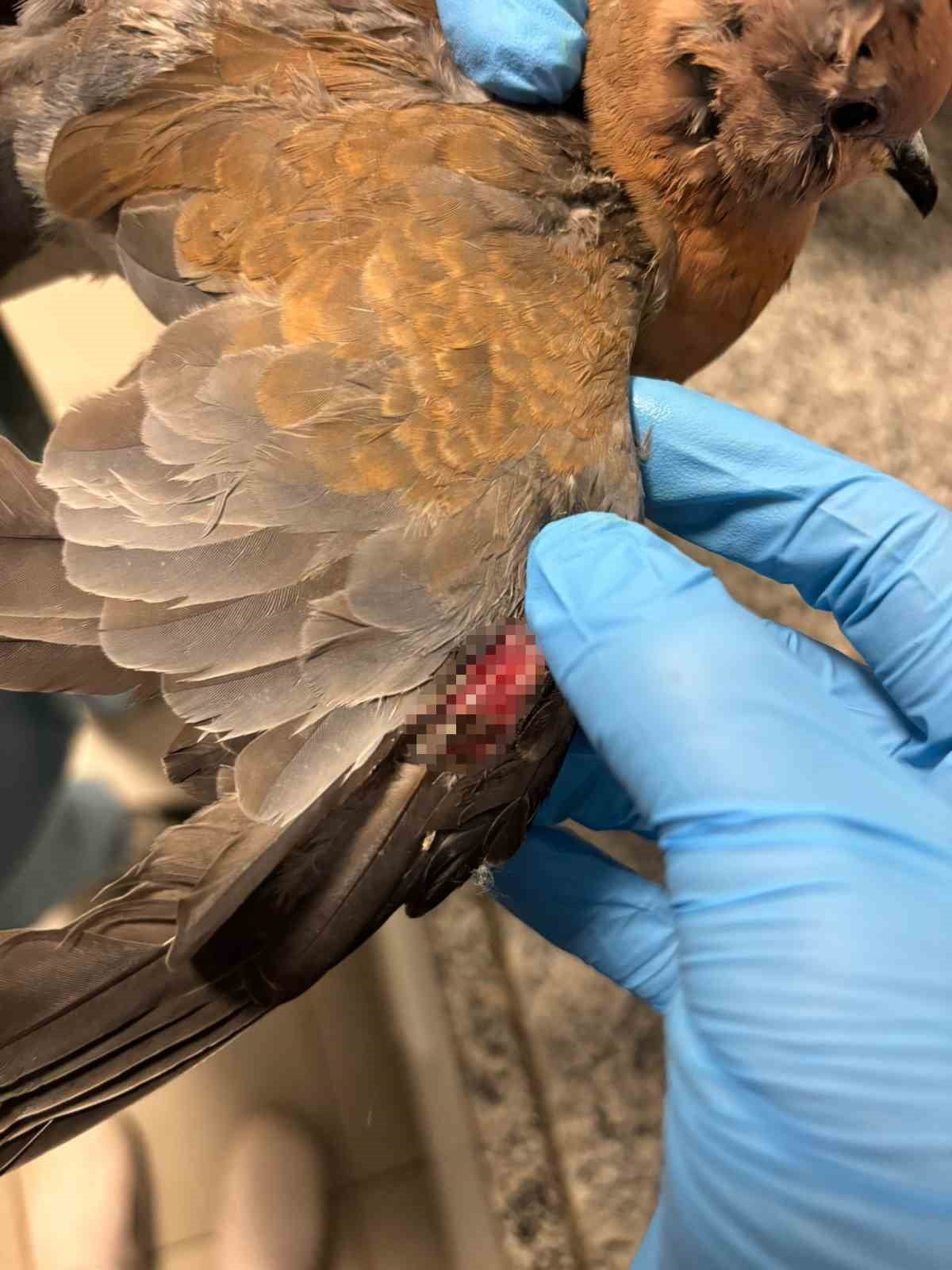 SAĞANAK YAĞIŞLARA KARŞI SAHADA OLAN İZMİR BÜYÜKŞEHİR BELEDİYESİ EKİPLERİ, TÜM CANLILARI KORUYARAK...